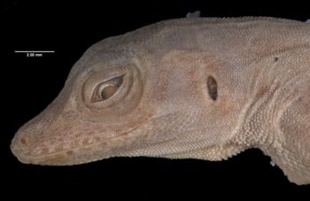 Media type: image;   Herpetology R-10929